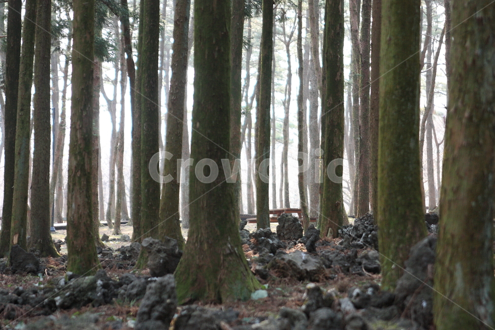 tree,나무,plant,식물,ground,나무줄기,treetrunk,산책,힐링,숲,숲속,forest,자연,풍경,nature,landscape,바닥,tree trunk,나무 줄기