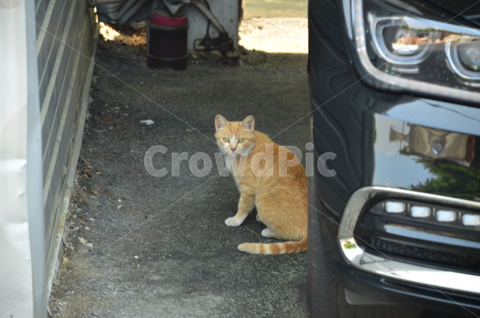 고양이,들고양이,애완동물,길고양이,cat,동물,animal,포유류,mammal,고양이,cat,kitten,kitty