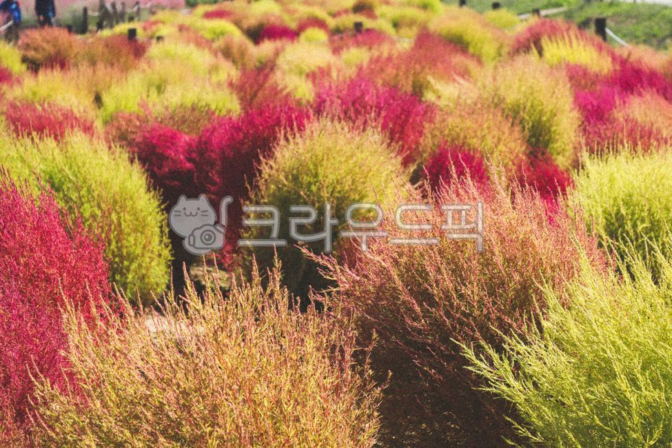 네이처, 선인장, 식물, red, flower, 사진,이미지,일러스트,캘리그라피 - CKJ작가
