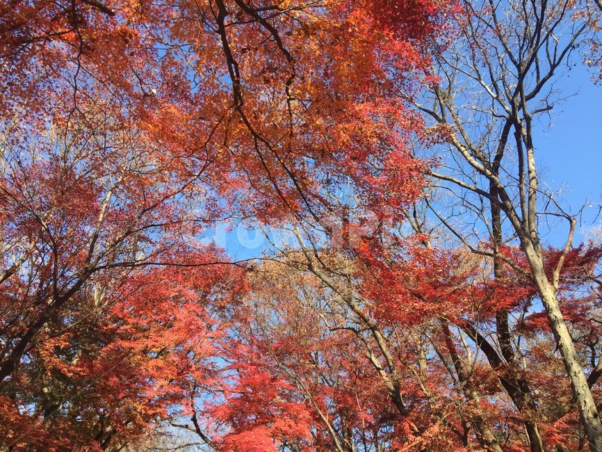 tree,나무,maple,단풍,가을,가을,계절,fall,autumn,season,plant,식물,leaf,잎
