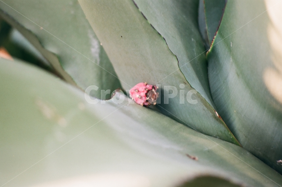 필름카메라,필름사진,감성사진,선인장꽃,서울대공원식물원,식물,자연,plants,nature