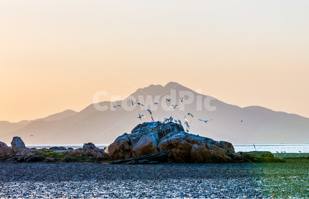 영종도,철새,낙조,풍경,환경,갯벌,석양,바닷가,자연,풍경,nature,landscape,한국자연풍경,한국자연경관,korea nature landscape,동물,animal,조류,새,birds,land,땅,outdoors,옥외,shoreline,해안선,water,물,sea,바다,ocean,대양,coast,연안,island,섬,bird