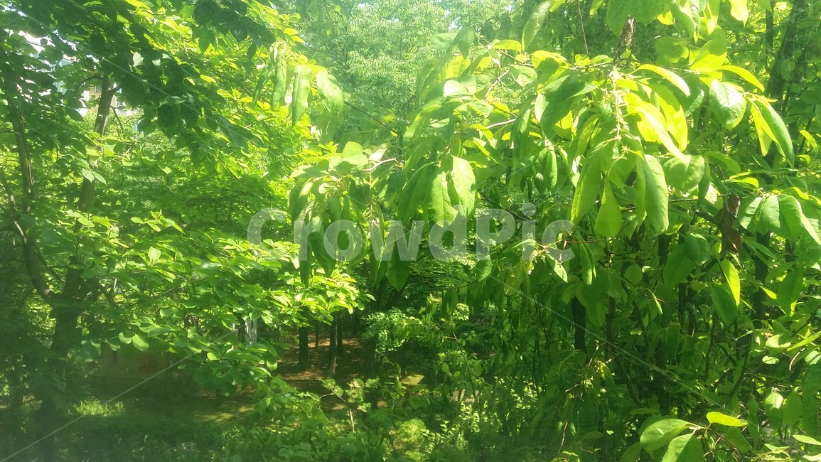 나무,숲,풀,초록,자연,tree,forest,green,nature,햇빛