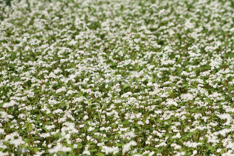 메밀,작물,꽃,가을꽃,fagopyrumesculentum,식물,자연,plants,nature,꽃,flower