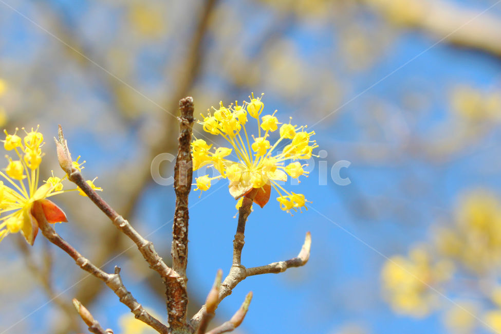 산수유,꽃,봄,하늘,자연,spring,노랑,노란색,yellow,봄,계절,spring,season,식물,자연,plants,nature,꽃,flower,plant