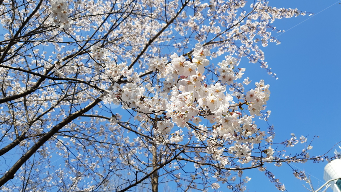 꽃,벚꽃,봄,봄날,공원,이쁨