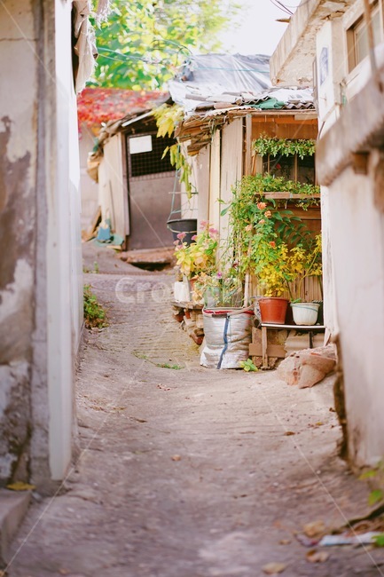 골목,골목길,동네,길,거리,화분,꽃,마을,골목길,alley,감성,sensible,feeling