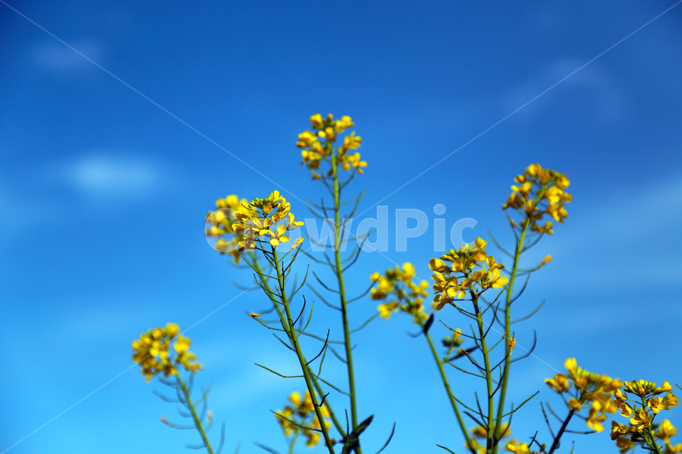봄,봄하늘,유채,노랑,파랑,spring,식물,봄,계절,spring,season,식물,자연,plants,nature,꽃,flower,plant,blossom