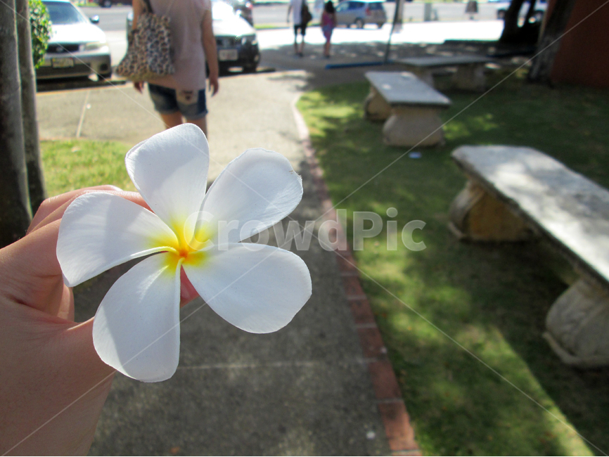 플루메리아,꽃,관광,식물,여름,꽃,flower
