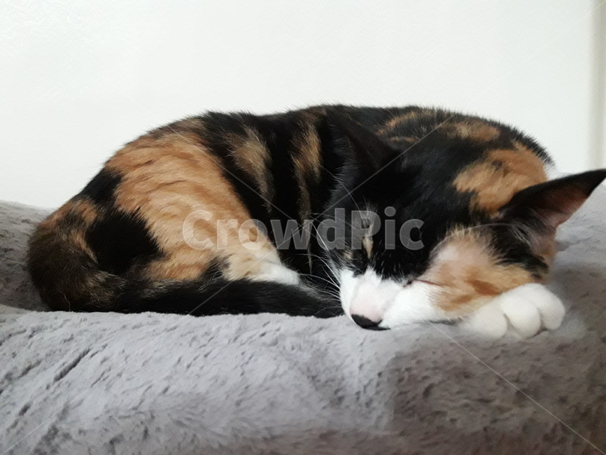 고양이,잠,삼색이,귀여운고양이,낮잠,동물,animal,포유류,mammal,고양이,cat,kitten,kitty