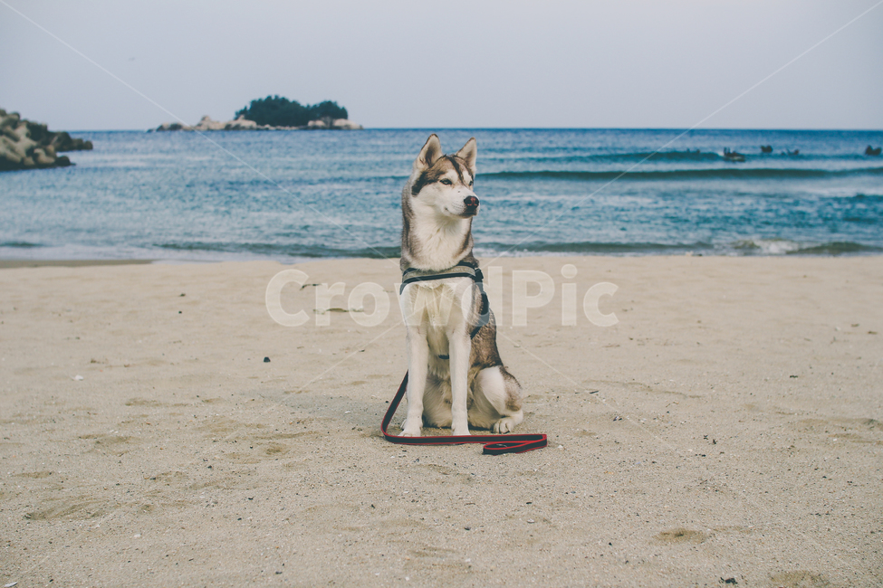 Siberian husky,medium sized dog,ocean,animal,pet dog,dog,large dog