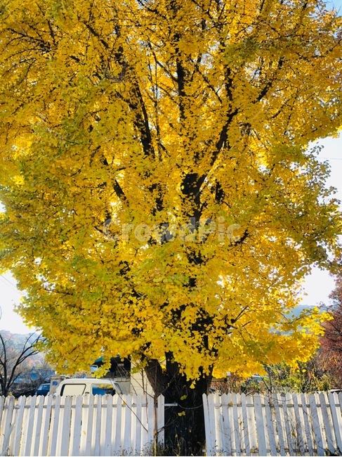 노란색,은행나무,가을,ginkgo,큰나무,가을,계절,fall,autumn,season,tree,나무,plant,식물,maple,단풍
