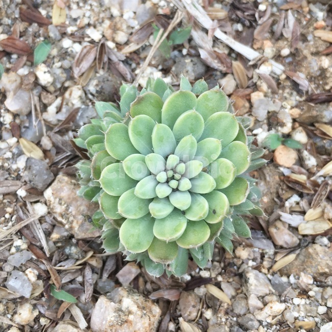 식물,와송,다육,약재,약초,식물,자연,plants,nature