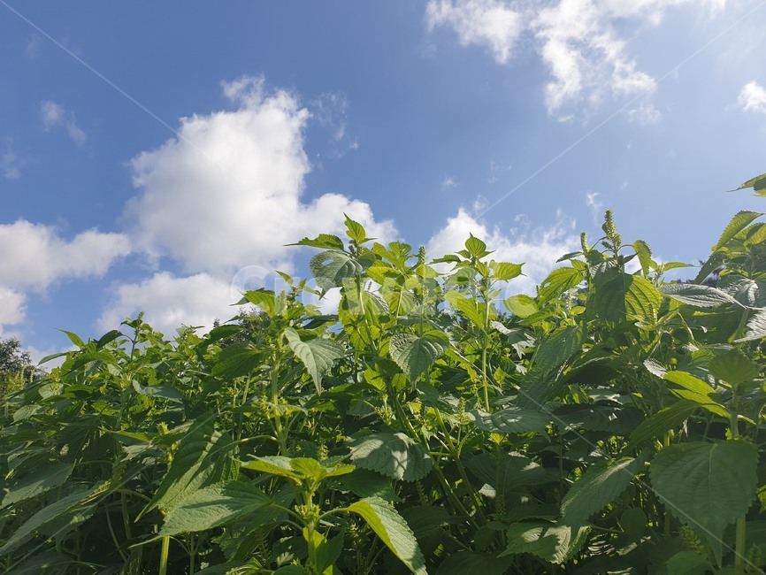 outdoors,옥외,nature,자연,들깻잎,푸른하늘,가을날씨,식물,자연,plants,nature