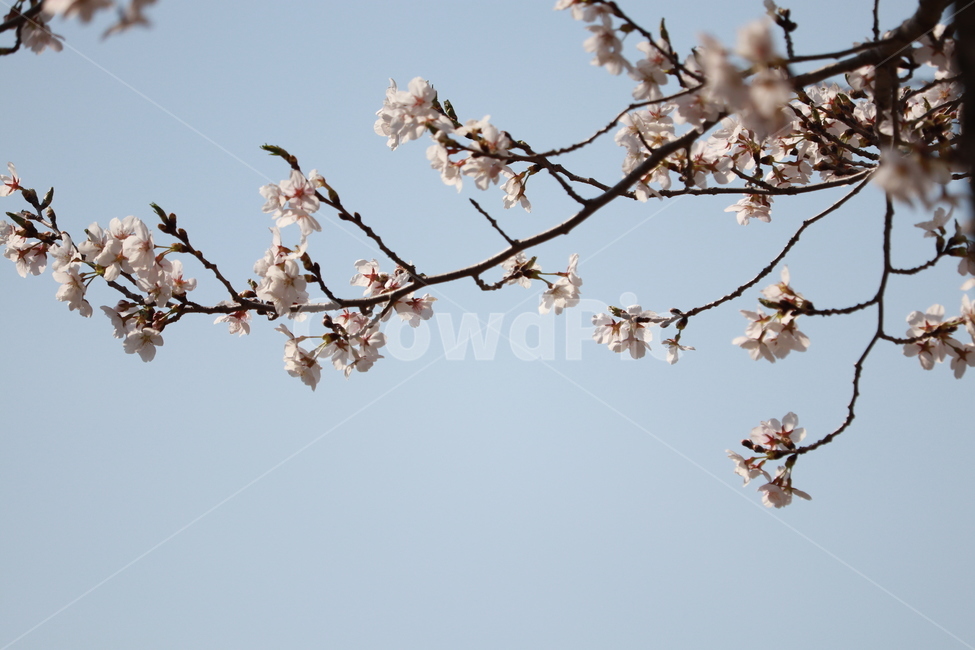 봄,벗꽃,자연,나무,분홍꽃,분홍,핑크,벛꽃,벚꽃,사쿠라,봄,계절,spring,season,식물,자연,plants,nature,꽃,flower,plant,blossom