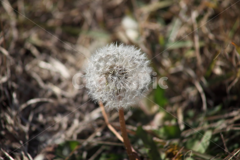 민들레,국화과,씨앗,식물,dandelion,식물,자연,plants,nature,꽃,flower