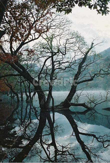 호수,식물,가을,물안개,아침,반영,필름,lake,plants,landscape,자연,풍경,nature,landscape,식물,plants,나무,trees,wood,tree,plant,tree trunk,나무 줄기