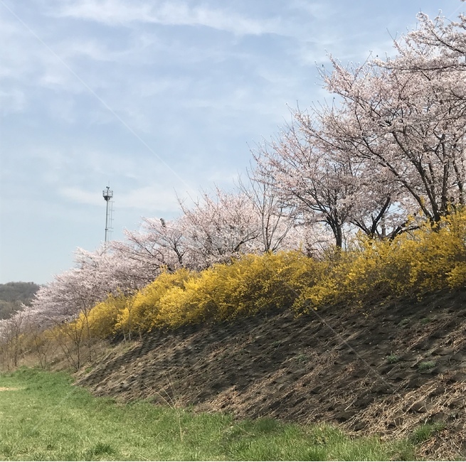 벚꽃,벚꽃엔딩,벚꽃길,개나리,봄,따뜻함