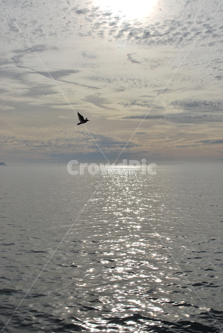 윤슬,하늘,구름,저녁,바다,선셋,노을,sunset,nature,water,wave,sea,ocean,bird,flyingbird,clouds,sky,sun,새,자연,배경,background,캘리포니아,미국