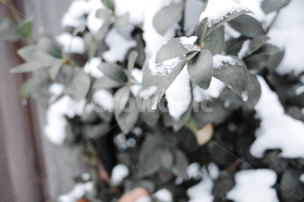 겨울,winter,눈,첫눈,snow,낙엽,나뭇잎,나무,얼음,ice,frozen,겨울,계절,winter,season