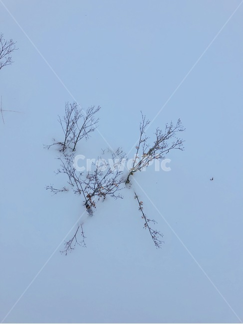 눈,겨울,식물,꽃,snow,winter,겨울,계절,winter,season