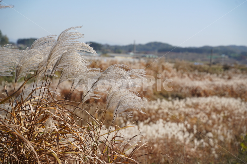 억새,억새풀,식물,볏과식물,벼목,뿌리줄기,eulalia,plant