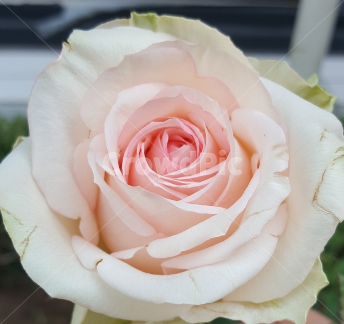장미,분홍빛장미,아이보리장미,꽃,장미꽃,식물,자연,plants,nature,꽃,flower