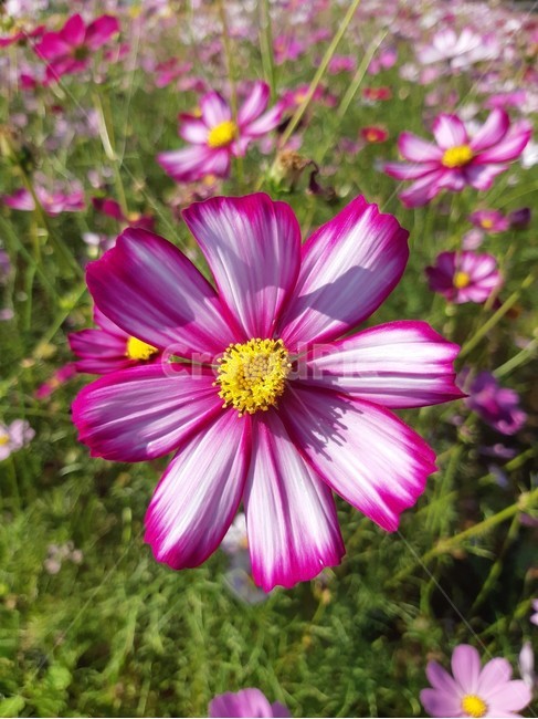 pollen,화분,plant,식물,코스모스,식물,자연,plants,nature,꽃,flower
