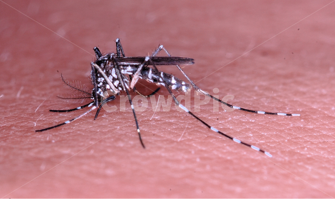 곤충,모기,자연,환경,유해곤충,여름,계절,summer,season,동물,animal,곤충,벌레,insect,bug,mosquito,invertebrate,무척추 동물