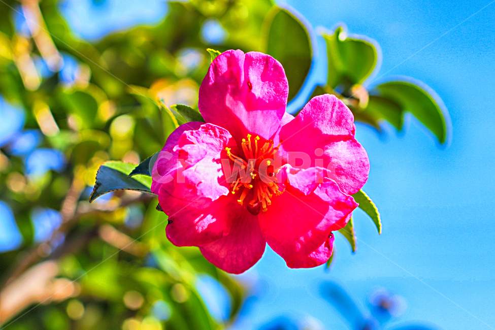 동백,동백꽃,제주동백,flower,plant,식물,blossom,꽃,제주