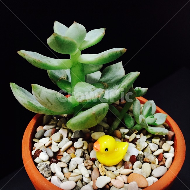 화분,다육이,다육식물,식물,succulents,plant,정원,미니어처,토분,아기자기