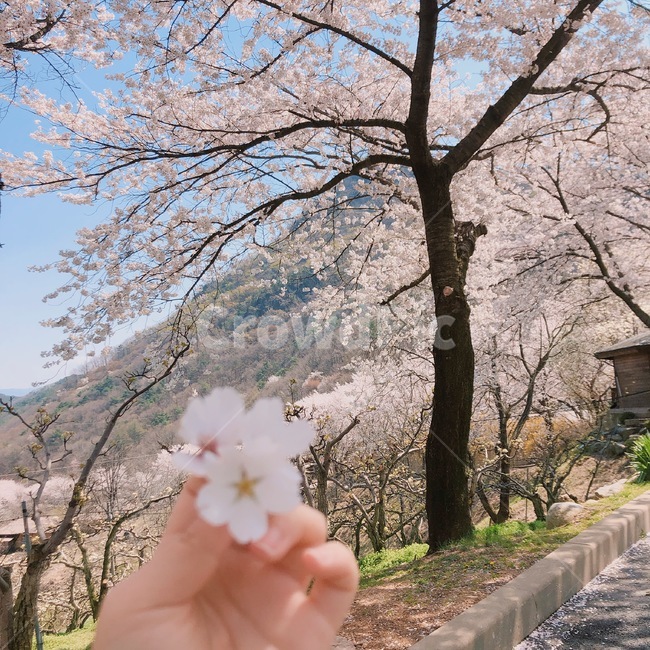 벚꽃,나무,봄,분홍,하늘
