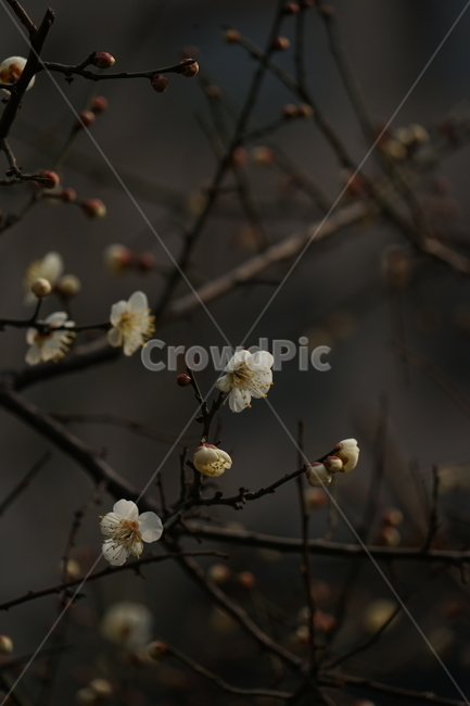plant,식물,매화,prunusmume,매실나무,장미과,꽃,봄,계절,spring,season