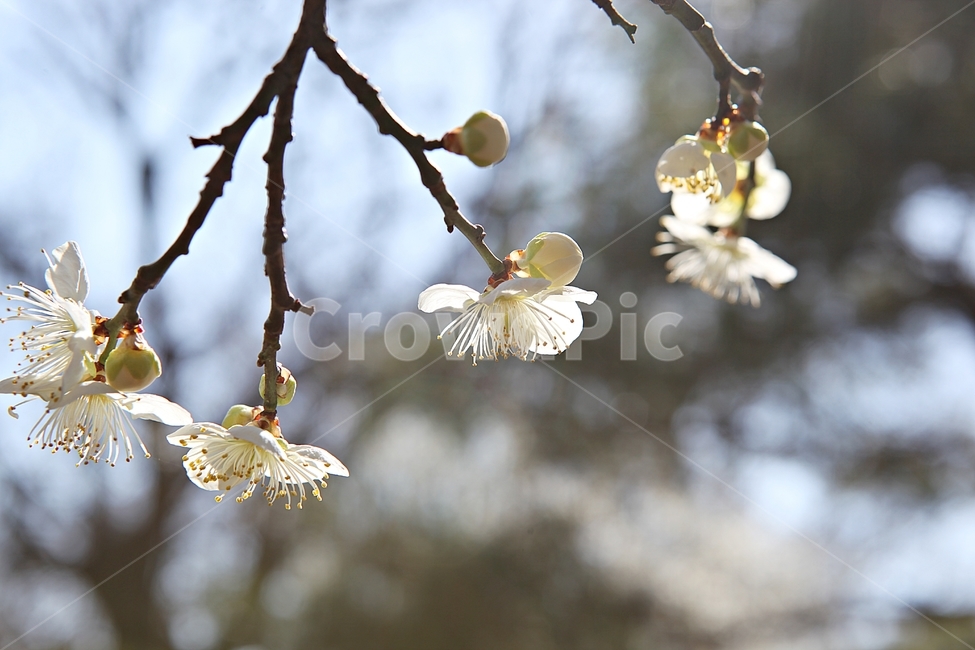 매화곷,매화,꽃,꽃잎,봄꽃,봄,식물,자연,공원,식물,자연,plants,nature,꽃,flower