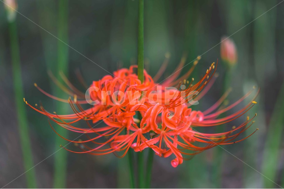 꽃무릇,가을꽃,가을,식물,빨간꽃,꽃,상사화,식물,자연,plants,nature,꽃,flower