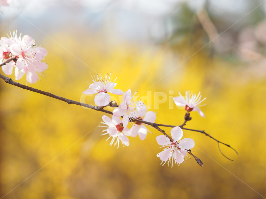 봄,꽃,자연풍경,식물,감성사진,봄,계절,spring,season,식물,자연,plants,nature,꽃,flower,감성,sensible,feeling,plant