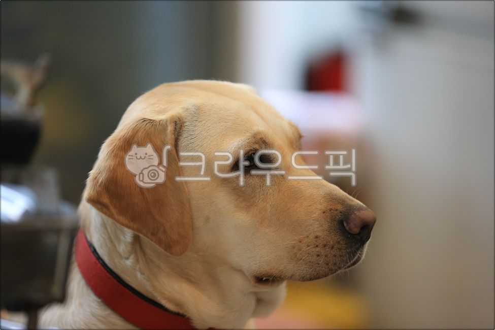 개,동물,애완동물,리트리버,래브라도리트리버,dog,animal,pet,labradorretriever