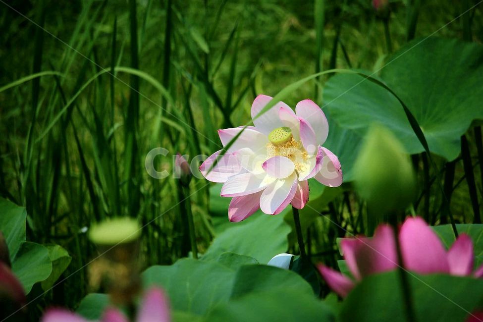 연꽃,두물머리,바탕화면,배경화면,세미원,식물,자연,plants,nature,꽃,flower