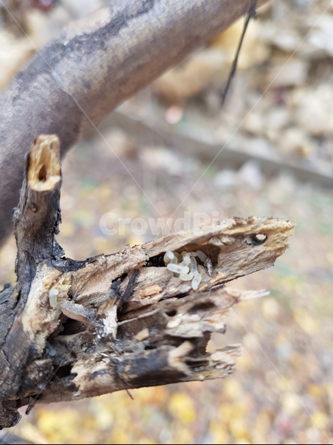 알,개미,자연,곤충,생명,나무,trees,wood
