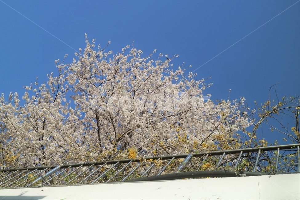 벚꽃,꽃,나무,봄,flower,하늘,날씨,꽃잎,3월,담벼락,개나리,노란색,자연
