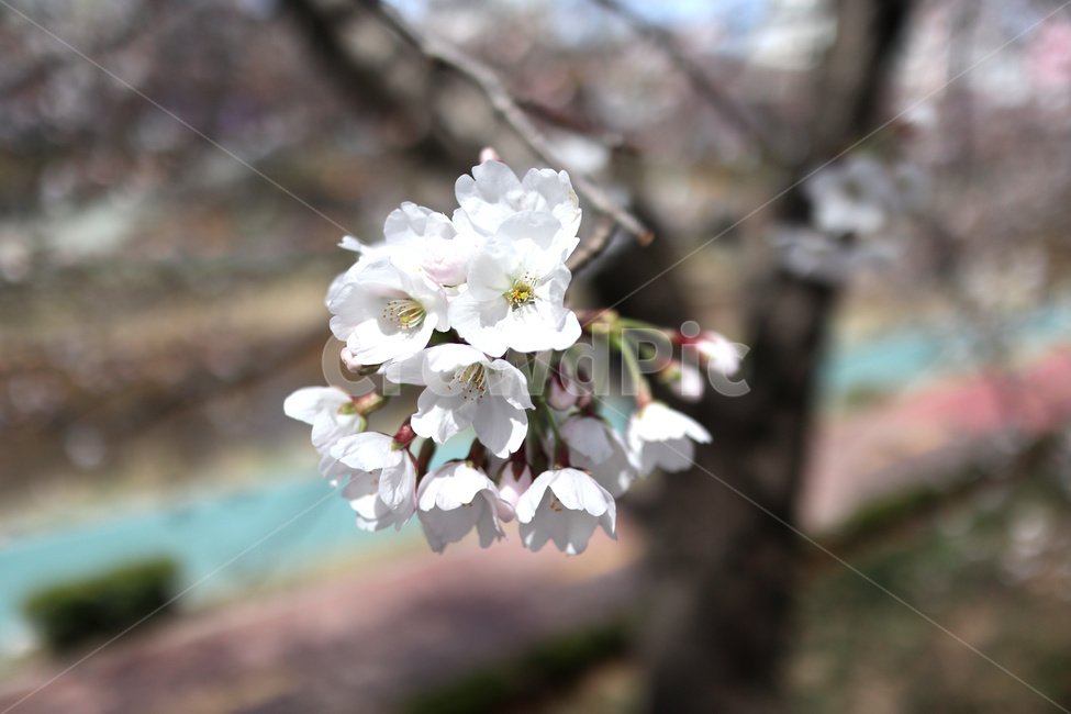 벚꽃,봄,벚꽃나무,tree,나무,불광천