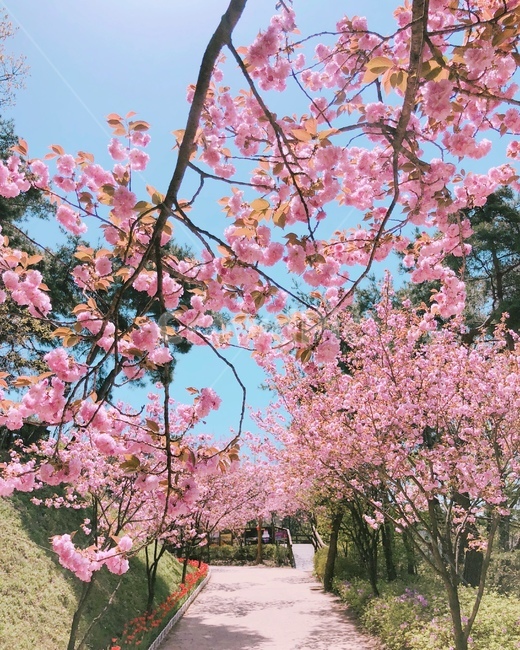 겹벚꽃,봄꽃,꽃,식물,벚꽃,핑크,분홍,봄,계절,spring,season,식물,자연,plants,nature,꽃,flower,plant,blossom