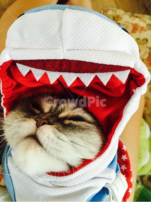의류,clothing,고양이옷,고양이,cat
