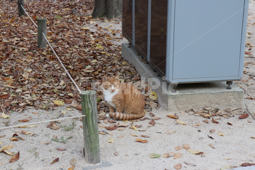 animal,동물,고양이,cat,길고양이,동물,animal,포유류,mammal,고양이,cat,kitten,kitty