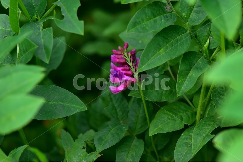 광릉갈퀴,야생화,꽃,식물,자연,생태,플라워,flower,plants,nature,식물,자연,plants,nature,꽃,flower