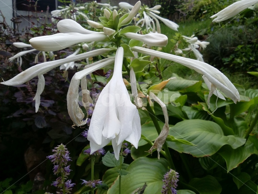꽃,식물,자연,flower,plant,식물,자연,plants,nature,꽃,flower