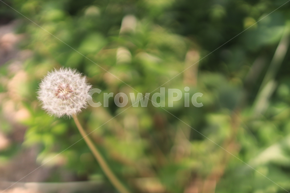 꽃,민들레,풀,flower,민들레꽃
