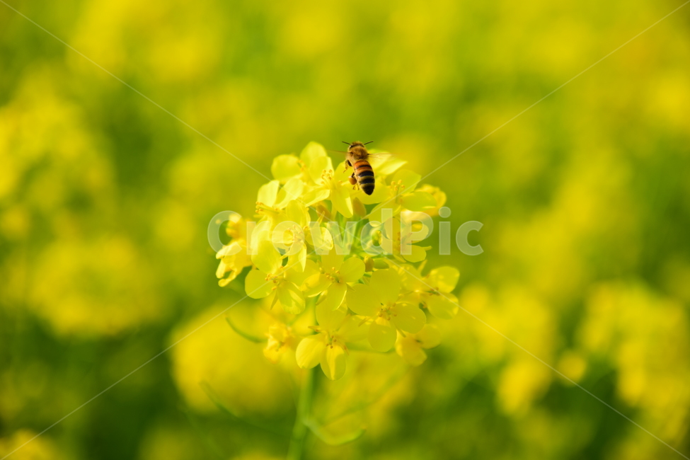 유채,유채꽃,노란꽃,꽃,벌,플라워,flower,yellowflower