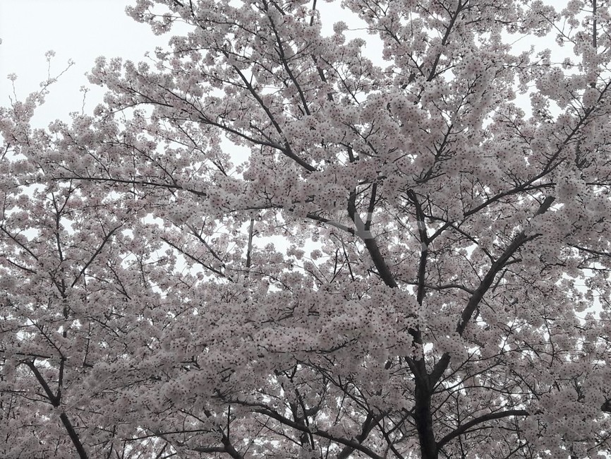 벚꽃,벚꽃축제,봄꽃,봄,나무,plant,식물