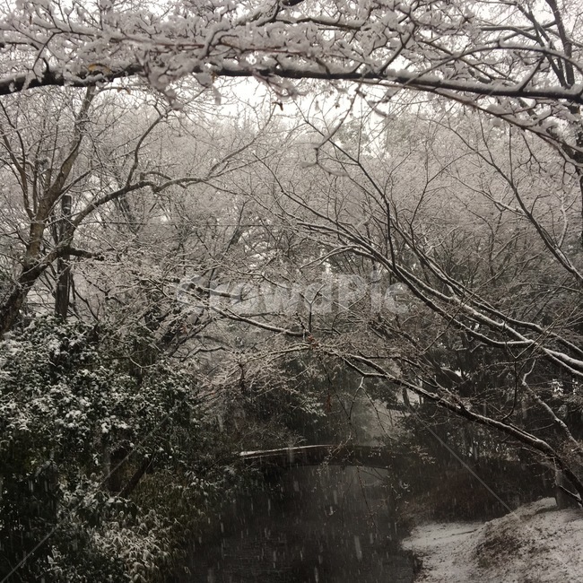 nature,자연,outdoors,옥외,겨울